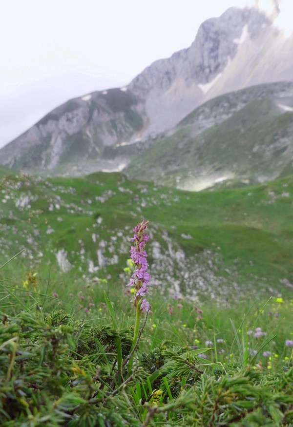 er Terminillo: la Nigritella widderi e altre orchidee sulla montagna di Roma.